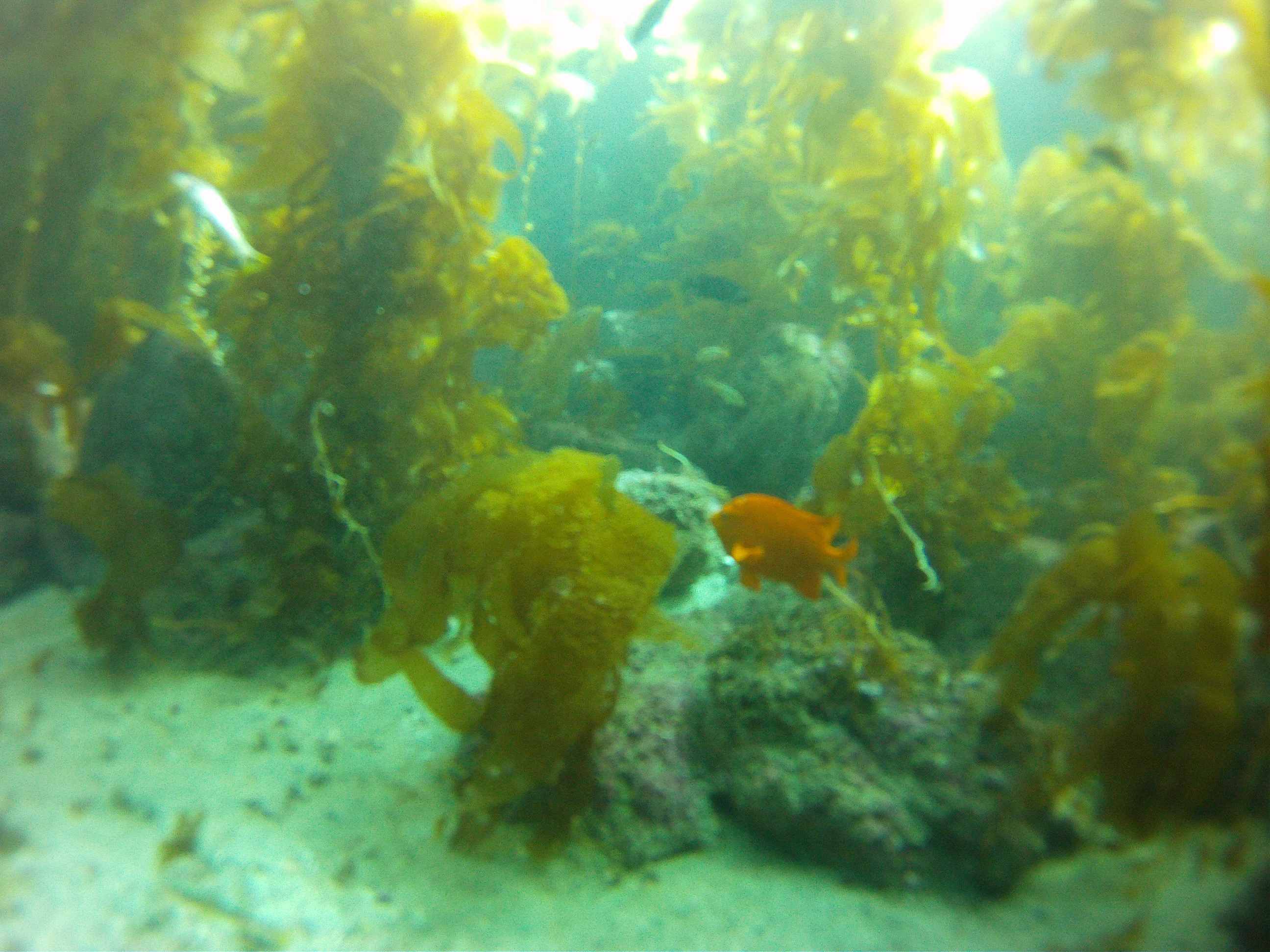 DCIM100GOPRO