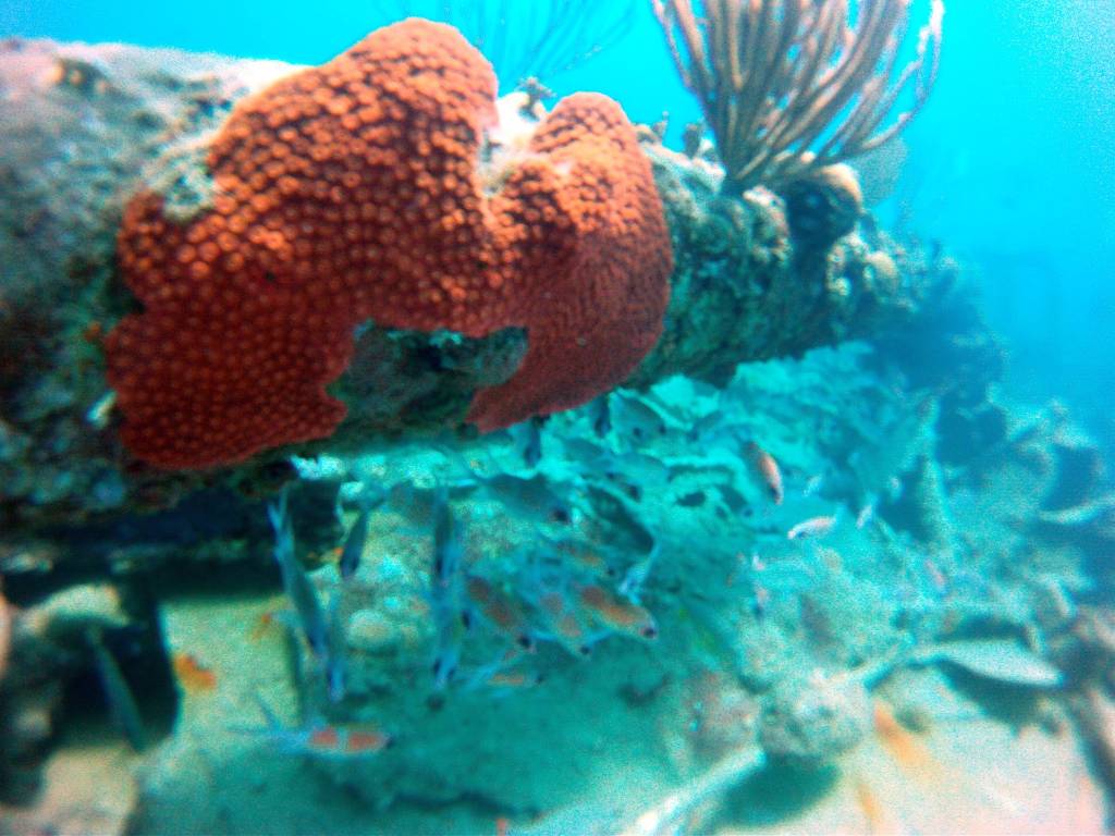 DCIM100GOPRO